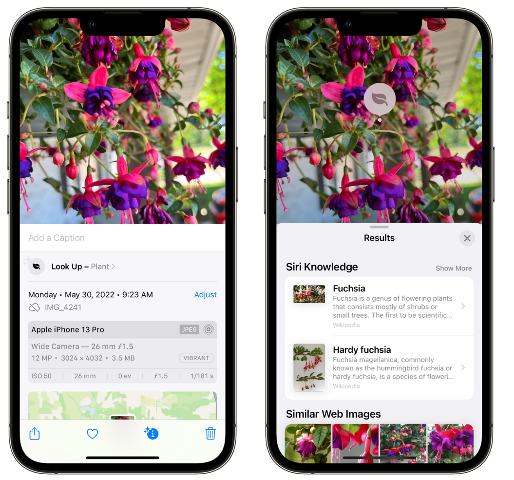 桐城苹果手机维修分享小技巧：使用 iPhone 相机识别花卉植物 